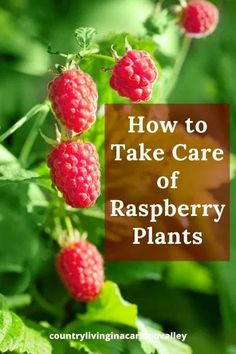 raspberry plants with the words how to take care of raspberries