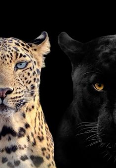 two black and one brown leopards with yellow eyes, side by side in front of a black background