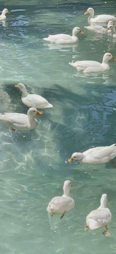 many ducks are swimming in the water together