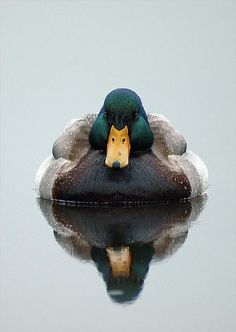 a duck that is floating in the water with it's head resting on its back