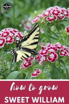 the words how to grow sweet william on top of pink and white flowers