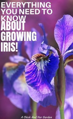 a purple flower with the words, everything you need to know about growing iriss