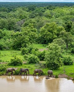 a herd of elephants standing on top of a lush green field next to a river