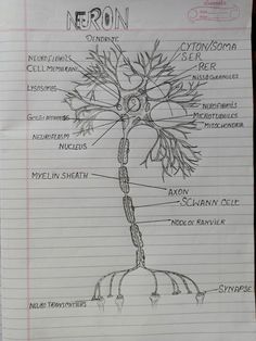 a hand drawn diagram of the nervous system on lined paper with notes attached to it