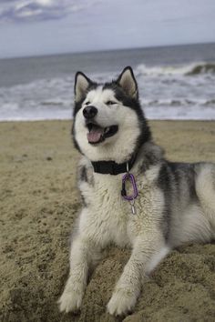 a husky dog laying on the beach with its tongue out and his eyes wide open