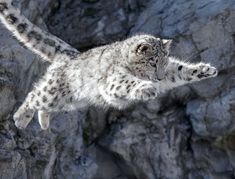 a small white and black cat flying through the air