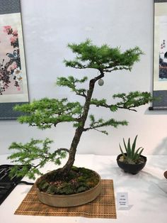 a bonsai tree on display in a room