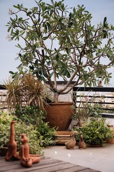 a potted plant sitting on top of a wooden table next to pots filled with plants