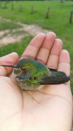 a small bird sitting on top of a persons hand