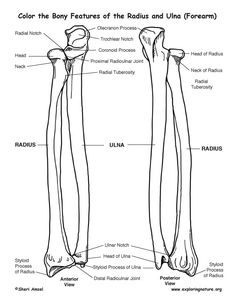 two long bone bones labeled in black and white, with the names of each bones