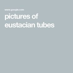 pictures of eustacian tubes