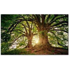 a large tree with the sun shining through it's branches in front of some trees