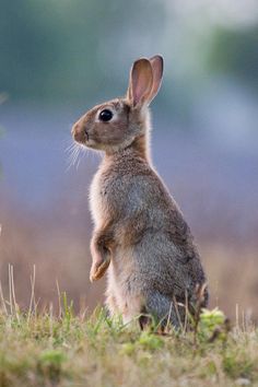 a rabbit standing on its hind legs in the grass