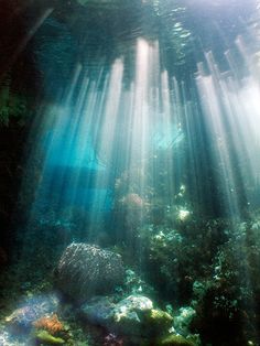 an underwater scene with sunlight streaming through the water