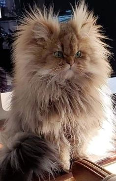 a fluffy cat sitting on top of a desk