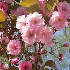 pink flowers are blooming in the sun