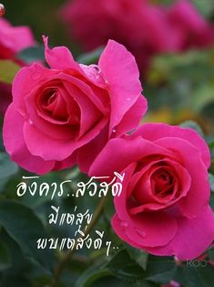 two pink roses are in front of some green leaves and the words, happy birthday