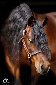 a brown horse with black hair standing next to it's head in the dark