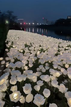 many white flowers are in the grass near water and buildings at night with lights shining on them