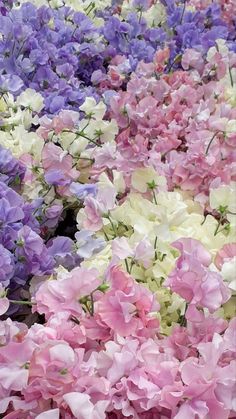 many purple and white flowers are in the ground