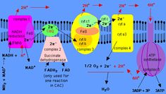 the diagram shows different types of membranes and how they are connected to each other