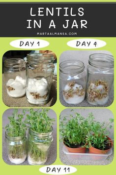 four jars with plants in them and the words lentils in a jar day 4