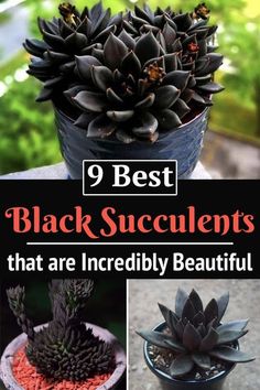 black succulents that are incredibly beautiful in the garden, and they're easy to grow