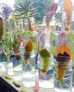 there are many glass jars with plants in them