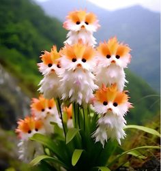 small white and orange flowers with mountains in the backgrounnds behind them