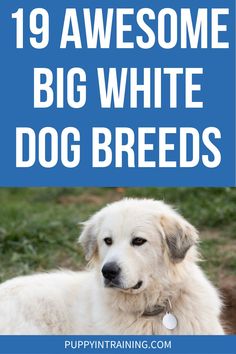 a white dog sitting in the grass with text overlay saying 19 awesome big white dog breeds