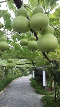 green fruit hanging from the branches of trees in a garden area with stone walkway and brick pathway