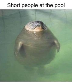 a turtle swimming in the water with its head above the surface and caption that reads, short people at the pool