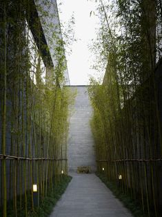 the walkway is lined with tall bamboo trees