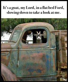 an old truck with a goat sticking its head out the window and texting it's a goat my lord in a flatbed ford, slow down to take a look at me