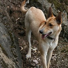 a dog standing on the side of a rocky hill with its tongue hanging out and it's eyes open