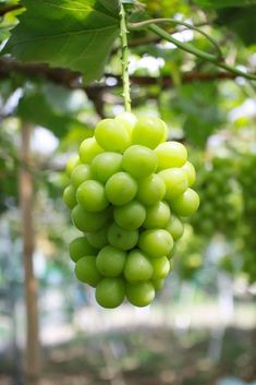 bunches of green grapes hanging from a tree