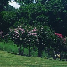 two horses grazing in the grass next to some trees and bushes with pink flowers on them