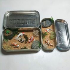 two tins with fish and rocks in them