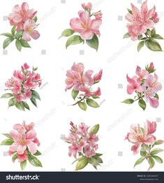 pink flowers with green leaves and buds on white background, watercolor painting stock photo