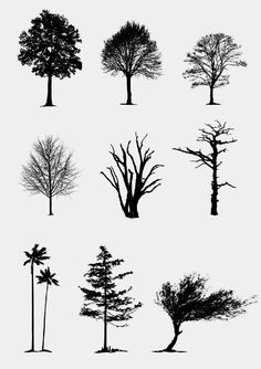 the silhouettes of different trees are shown in black and white, with no leaves on them