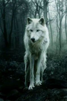 a white wolf standing on top of a rock in the woods