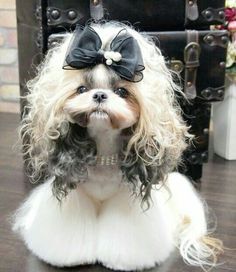 a small white dog wearing a black bow tie on top of it's head