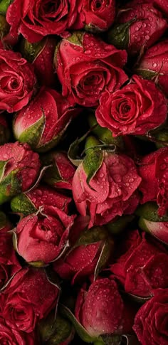 many red roses with water droplets on them