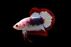 a red, white and blue fish on a black background