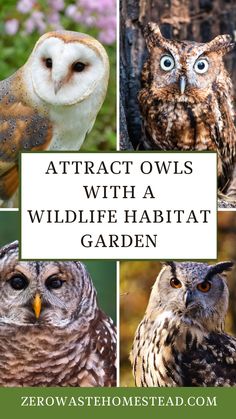 several different owls with text overlay that reads, attract owls with a wildlife habitat garden