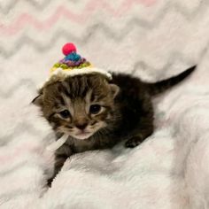 a small kitten wearing a hat on top of it's head sitting on a blanket