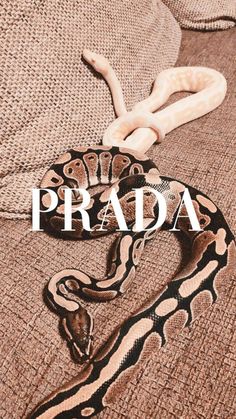 a large snake laying on top of a bed with the words prada over it