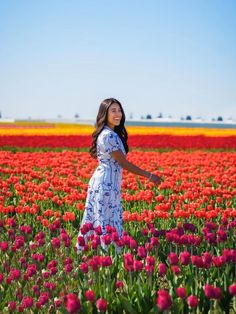 Skagit Tulip Valley in the United States Million Flowers, Canola Field, Miracle Garden, Ranunculus Flowers, Spring Months, Tulip Festival, Tulips Garden, Tulip Fields