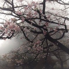 a tree with pink flowers in the fog