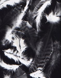 black and white photograph of feathers in the air